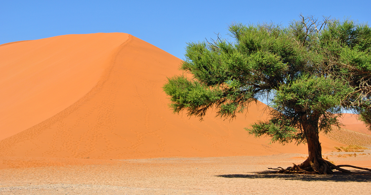 post-tree_desert